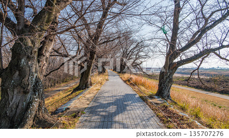 京都府八幡市冬季瀨割裡堤防 京都府八幡市冬季瀨割裡堤防 135707276