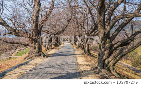 京都府八幡市冬季瀨割裡堤防 135707279