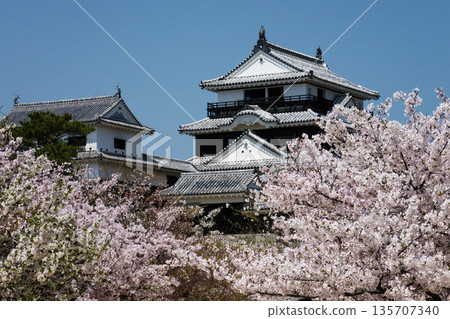 松山城和櫻花 松山城和櫻花 135707340