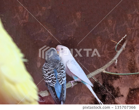A pair of budgerigars perched on a branch, affectionately enjoying each others company. 135707366