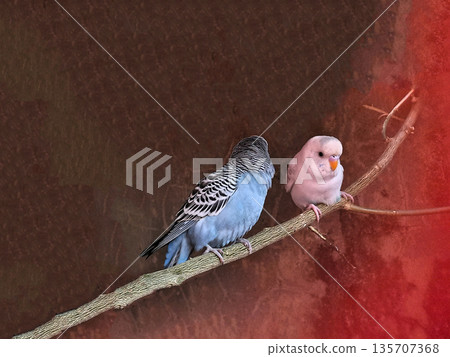 Blue and White Budgerigars Perched Together  Close-up of two budgerigars (parakeets) perched on a branch against a warm, textured background with shades of brown and red. The left bird features 135707368