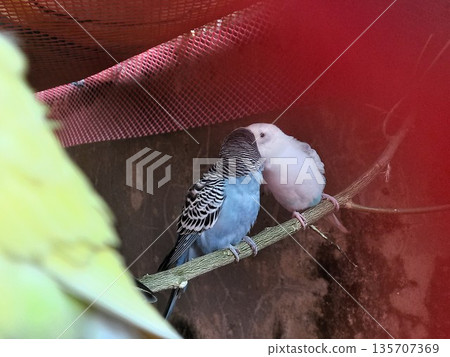 Affectionate Budgerigar Pair with Companion. Affectionate Budgerigar Pair with Companion. 135707369