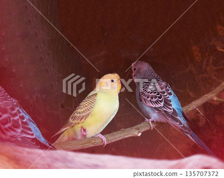 Yellow-cream and black-blue budgerigars perched casually on a branch. Yellow-cream and black-blue budgerigars perched casually on a branch. 135707372