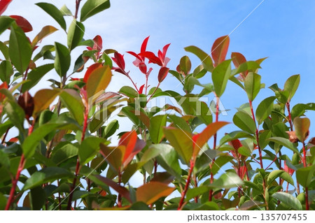 Red robin, often used as a hedge 135707455