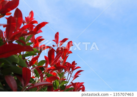 Red robin, often used as a hedge Red robin, often used as a hedge 135707463