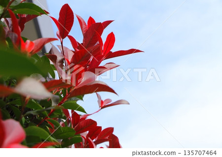 Red robin, often used as a hedge 135707464