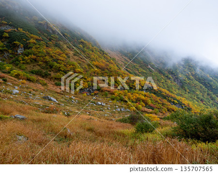 The Central Alps Ropeway bathed in autumn leaves The Central Alps Ropeway bathed in autumn leaves 135707565