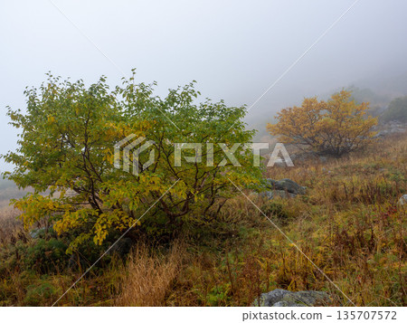 The Central Alps Ropeway bathed in autumn leaves The Central Alps Ropeway bathed in autumn leaves 135707572