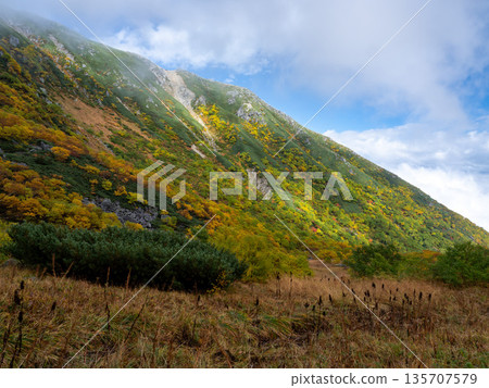 The Central Alps Ropeway bathed in autumn leaves The Central Alps Ropeway bathed in autumn leaves 135707579