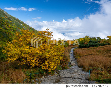 The Central Alps Ropeway bathed in autumn leaves The Central Alps Ropeway bathed in autumn leaves 135707587