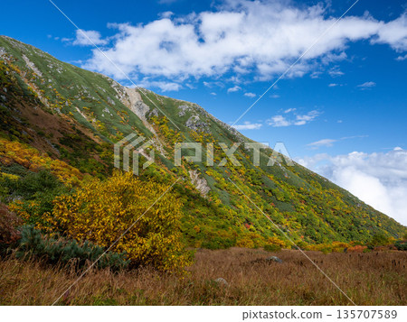 The Central Alps Ropeway bathed in autumn leaves The Central Alps Ropeway bathed in autumn leaves 135707589