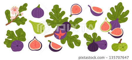 Fig fruits. Juicy ripe figs with leaves and branches, delicious whole and cut fruits, flowers, green and purple varieties, cooking organic ingredient, garish vector cartoon isolated set 135707647