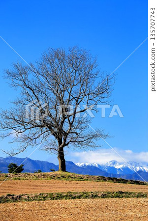 A single walnut tree and the Northern Alps 135707743