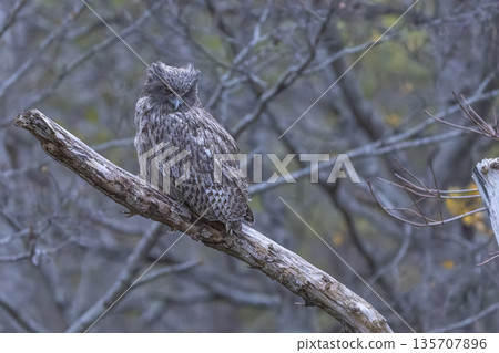 The sharp-eyed Blakiston's fish owl The sharp-eyed Blakiston's fish owl 135707896