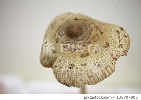 Karakasatake 135707908