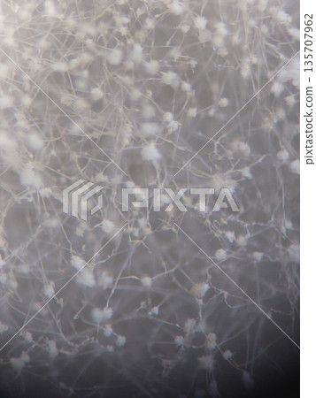 菌絲末端的孢子形似花朵 135707962