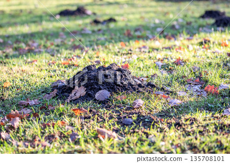 Fresh Molehill On Green Lawn Showing Underground Wildlife Activity 135708101