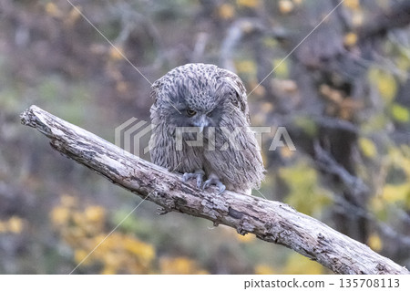 The sharp-eyed Blakiston's fish owl The sharp-eyed Blakiston's fish owl 135708113