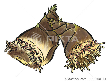 Two freshly dug bamboo shoots with roots still attached - hand-drawn brush stroke illustration Two freshly dug bamboo shoots with roots still attached - hand-drawn brush stroke illustration 135708161