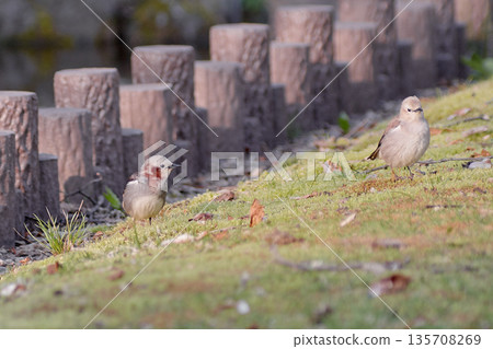 Komukidori 135708269