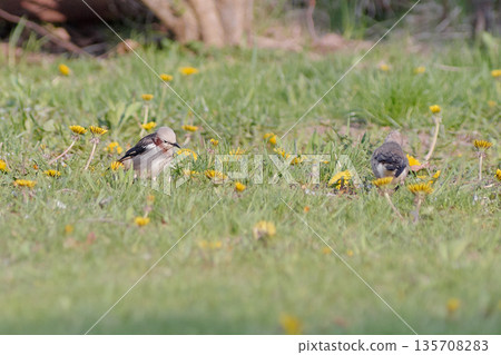 Red-cheeked Starling Spring Red-cheeked Starling Spring 135708283