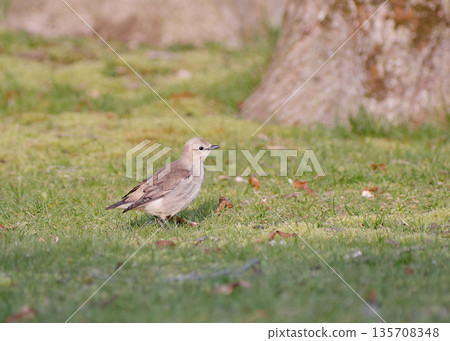Chestnut-cheeked female Chestnut-cheeked female 135708348