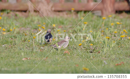 Red-cheeked Starling Spring Red-cheeked Starling Spring 135708355