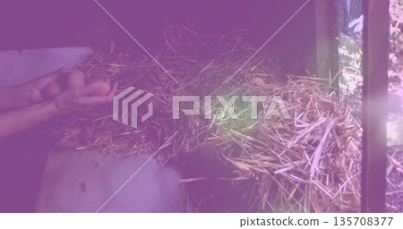 Reaching worker hands lifting brown eggs inside chicken coop box with straw and slats, copy space Reaching worker hands lifting brown eggs inside chicken coop box with straw and slats, copy space 135708377