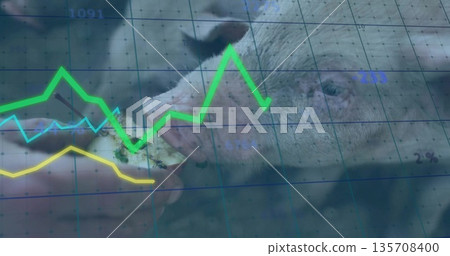Snuffling pig snout consuming fruit slice at farm pen, with human hand and data overlay Snuffling pig snout consuming fruit slice at farm pen, with human hand and data overlay 135708400