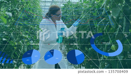 Holding spray bottle, researcher in lab coat examining tomato clusters in greenhouse, data overlays 135708409