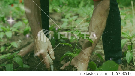 Gripping trowel with bare hands and placing seedling into dark soil in garden bed, with foliage Gripping trowel with bare hands and placing seedling into dark soil in garden bed, with foliage 135708515