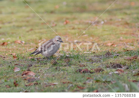 Chestnut-cheeked female Chestnut-cheeked female 135708838