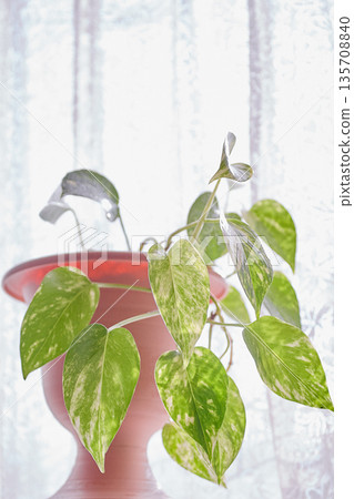 Pothos by the window Pothos by the window 135708840