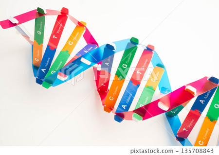 DNA molecule spiral structure model isolated on white background, chromosome and gene chemical science biology. 135708843