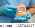 Asian dentist holding dental teeth model for learn about dentistry. 135708847