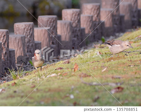 Komukidori 135708851