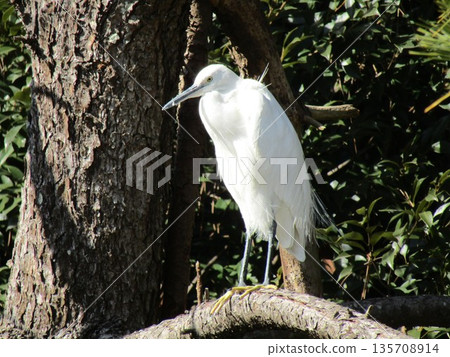 A large heron, the Great Egret, is taking a break on the branches of a black pine tree by the pond on the beach of Inage Seaside Park. 135708914