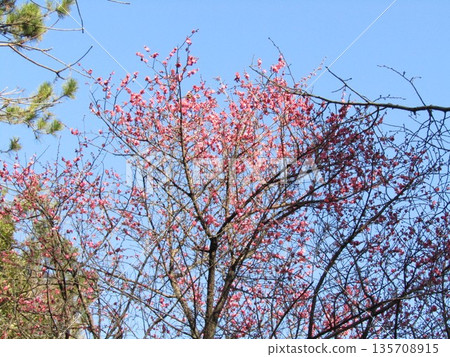 Beautiful pink plum blossoms blooming at Inage Seaside Park 135708915