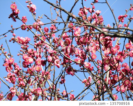 Beautiful pink plum blossoms at Inage Seaside Park 135708916