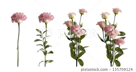 Carnation flower set with pink petal bloom, tender delicate beauty, stems and branchs, leaf greenery Carnation flower set with pink petal bloom, tender delicate beauty, stems and branchs, leaf greenery 135709124