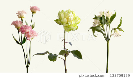 Flower set with carnation, veggie rose, alstroemeria. Blooming buds, green leaves, delicate petals, Flower set with carnation, veggie rose, alstroemeria. Blooming buds, green leaves, delicate petals, 135709159