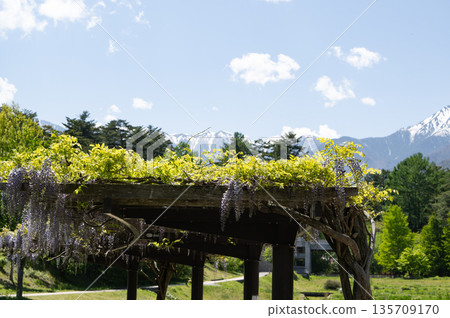 Azumino City, Nagano Prefecture: A spectacular view of the blossoming wisteria trellis and fresh greenery against the backdrop of the snow-capped Northern Alps Azumino City, Nagano Prefecture: A spectacular view of the blossoming wisteria trellis and fresh greenery against the backdrop of the snow-capped Northern Alps 135709170