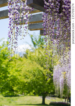 長野縣安曇野市：盛開的紫藤花架和翠綠的植物在白雪皚皚的北阿爾卑斯山脈的映襯下，構成了一幅壯麗的景象。 135709174