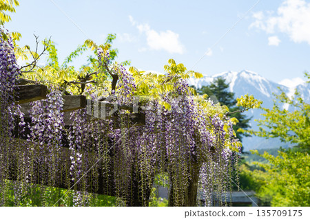 長野縣安曇野市:盛開的紫藤花架和翠綠的植物在白雪皚皚的北阿爾卑斯山脈的映襯下,構成了一幅壯麗的景象。 長野縣安曇野市:盛開的紫藤花架和翠綠的植物在白雪皚皚的北阿爾卑斯山脈的映襯下,構成了一幅壯麗的景象。 135709175