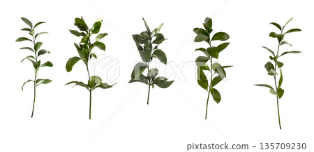Ruscus stem and leaf set. Greenery sprigs and branches with delicate foliage, floral elements and Ruscus stem and leaf set. Greenery sprigs and branches with delicate foliage, floral elements and 135709230