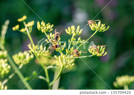 A group of insects on a flowering plant in soft natural light. Slender stems and delicate inflorescences. Macro photography of striped insects on the plant's green inflorescences. 135709420