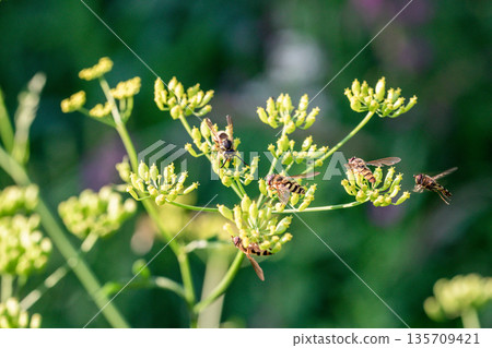 A group of insects on a flowering plant in soft natural light. Slender stems and delicate inflorescences. Macro photography of striped insects on the plant's green inflorescences. A group of insects on a flowering plant in soft natural light. Slender stems and delicate inflorescences. Macro photography of striped insects on the plant's green inflorescences. 135709421