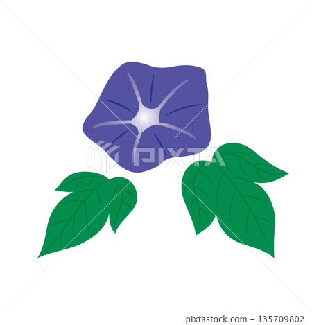 牽牛花例證 135709802