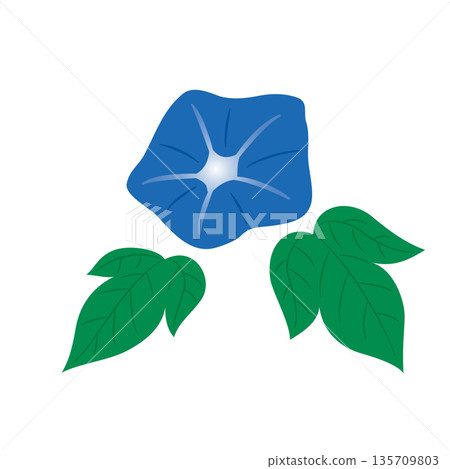 Morning glory illustration Morning glory illustration 135709803