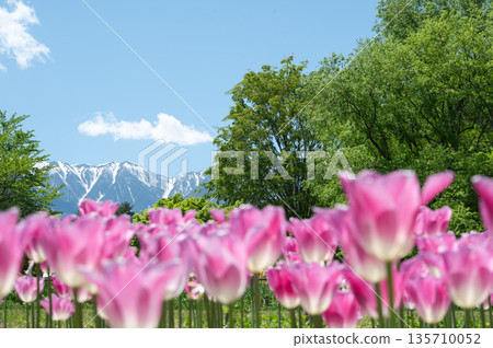 Azumino City, Nagano Prefecture: Snow-capped Northern Alps and Tulip Fields at Spring Flower Park Azumino City, Nagano Prefecture: Snow-capped Northern Alps and Tulip Fields at Spring Flower Park 135710052